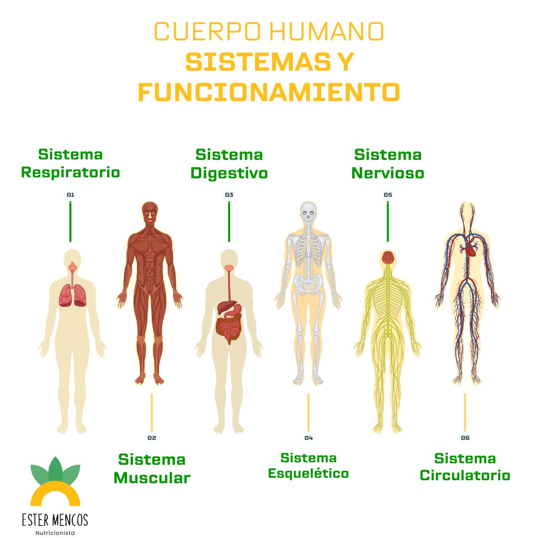 Aparatos Y Sistemas Del Cuerpo Humano Mapas Mentales Articulacion 